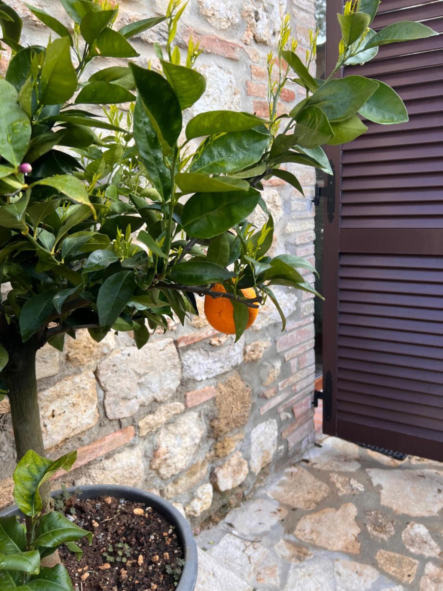 Bed & Breakfast Casale Gregoriano And Apartaments Σαν Τζιμινιάνο Εξωτερικό φωτογραφία